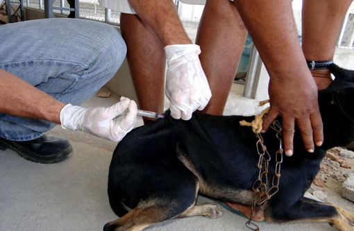 Brumado: Neste sábado (06), tem campanha de vacinação para cães e gatos