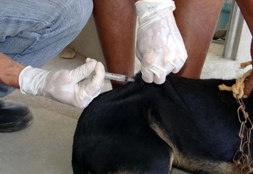 Confira o roteiro de vacinação canina para zona rural do município de Brumado