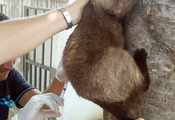 Aracatu: Dia 26 de setembro será realizada vacinação de raiva animal