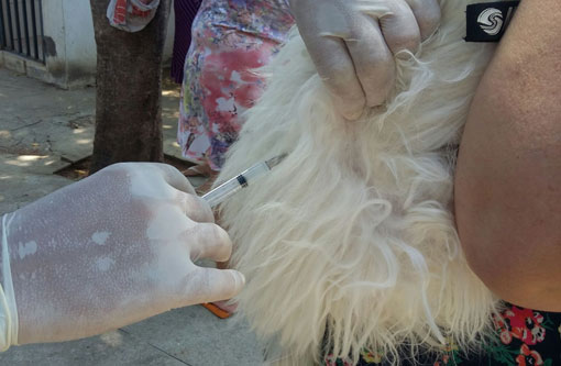 Brumado: Devido a disponibilidade de poucas doses de vacinas antirrábica, dia de vacinação foi de filas