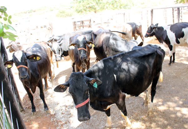 Prazo para vacinação da 2ª etapa contra Febre Aftosa foi prorrogado até 10 de dezembro