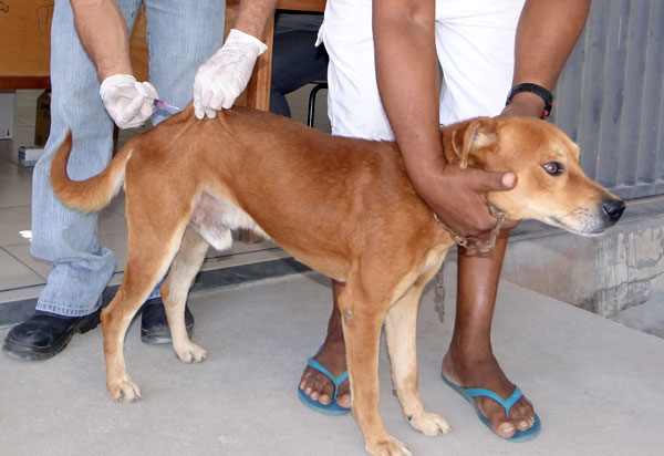 Brumado: Campanha de vacinação anti-rábica vai até o dia 09 de agosto