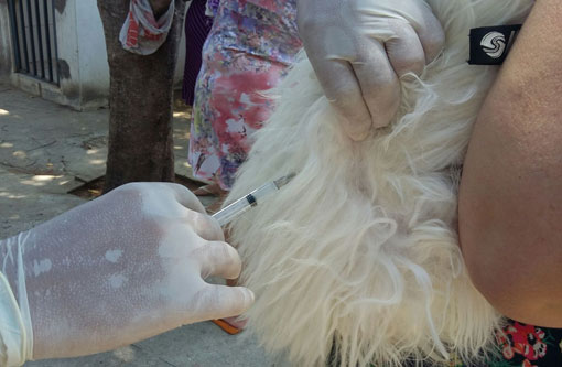 Aracatu: Secretaria Municipal de Saúde promove dia ‘D’ de vacinação contra a Raiva