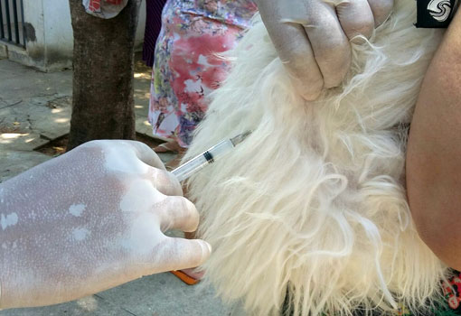 Dia D da Campanha de Vacinação Antirrábica acontece neste sábado (02) em Brumado