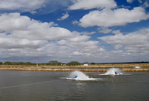 Chapada Diamantina ganha 160 viveiros para criação de peixes 