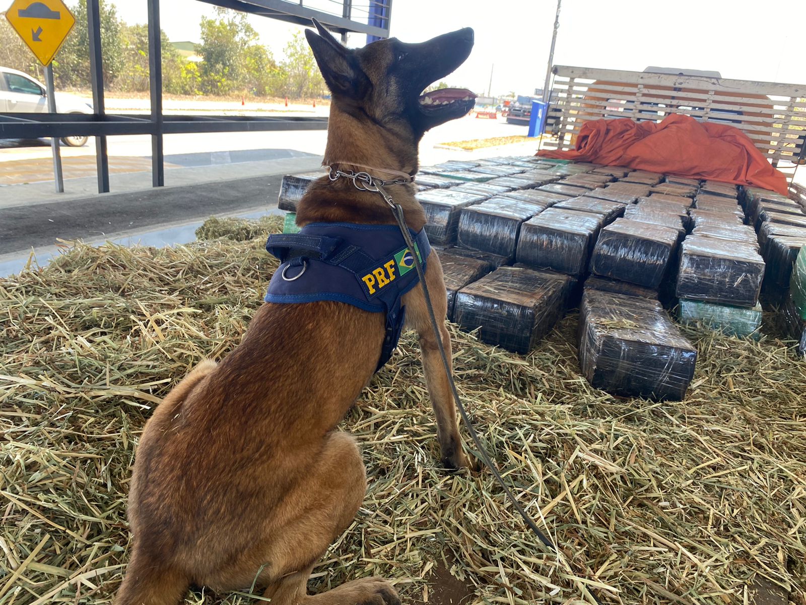 Conquista: PRF apreende quase 3 toneladas de maconha em meio a carga de feno e dá prejuízo de mais de 5 milhões de reais na fonte de receita do crime organizado