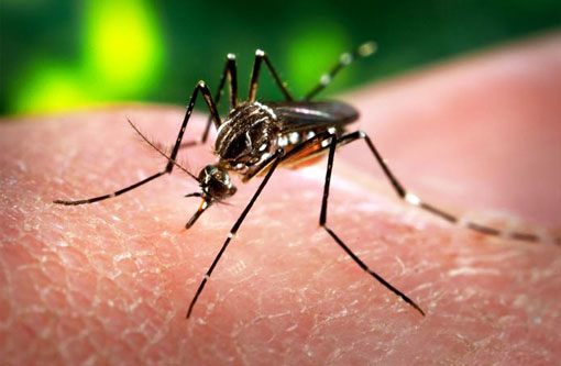 Dengue, zika e chikungunya mataram quase 800 pessoas em 2016 no Brasil