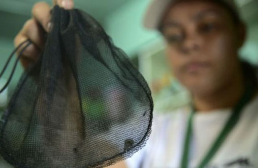 Pesquisadores analisam possibilidade do zika vírus ser transmitido pela saliva
